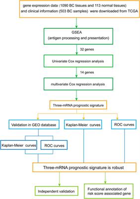 Development of a Novel Prognostic Signature Based on Antigen Processing and Presentation in Patients with Breast Cancer